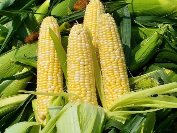 夏季有哪些適合排濕吃的食物？